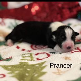 Prancer - Black tri-color male Australian Shepherd puppy in Howardsville, Virginia from Spectacular Aussies and Cavaliers