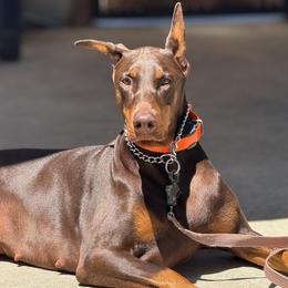 Luna - Doberman Pinscher
