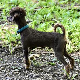 Ronny - Poodle