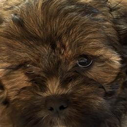 Maltese, Maltipoos, and Shihpoos from BeachRidge Pups