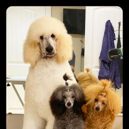 Poodle Puppies from Kotu Poodles