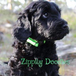Orion - Black male Goldendoodle puppy in Golden, Colorado from Zippity Doodles