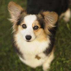 Pembroke Welsh Corgis from Hill Country Corgis