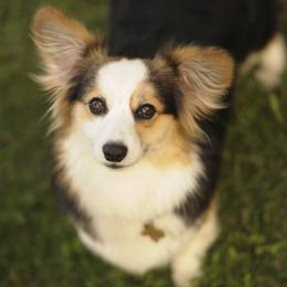 Pembroke Welsh Corgis from Hill Country Corgis