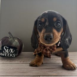 Gumbo - AKC - Dapple male Dachshund puppy in Miami, Florida from Oscar's Dachshunds