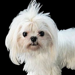 Hope - Maltese