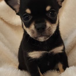 Chihuahuas from Chihuahua Mon Ami