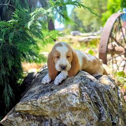 Boom - Red and white male Basset Hound puppy in Valley, Washington from Peaceful Valley Paws