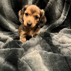 Dachshund Puppies from Clayton Kennels