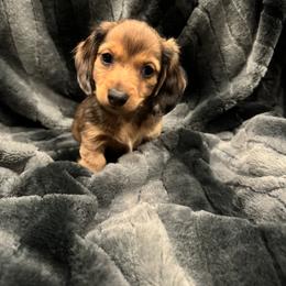 Dachshund Puppies from Clayton Kennels
