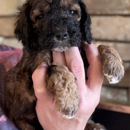 Brooke - Sable female Cockapoo puppy in Connersville, Indiana from MoonShine Babies