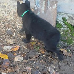 L. Green - Black male German Shepherd puppy in Roy, Washington from Diwaids Working German Shepherd Dogs