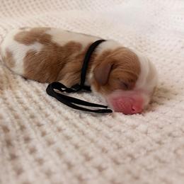 Gus - Blenheim male Cavalier King Charles Spaniel puppy in Katy, Texas from True Heart Cavaliers llc
