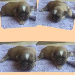 Boy 2 - Liver male Shih Tzu puppy in Houston, Texas from Shih Tzu Houston