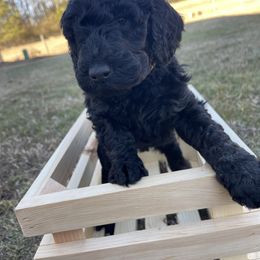Labradoodle Puppies from Ross Farm Doodles