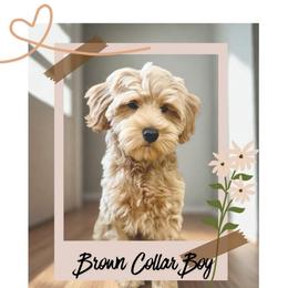 Brown  boy - Apricot male Goldendoodle puppy in Dupont, Washington from Willow Tree Doodles