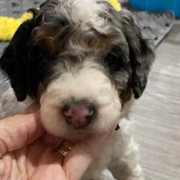 Yellow collar - Merle male Bernedoodle puppy in Millsap, Texas from Gaston’s Posh Poodles and Doodles