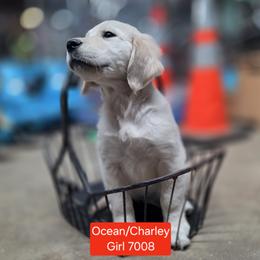 Ocean girl 2 - Light golden female Golden Retriever puppy in Niles, Michigan from Christiana Creek Goldens