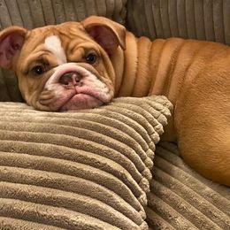 Bulldogs from Country Kang Kennels