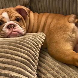 Bulldogs from Country Kang Kennels
