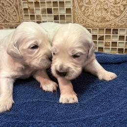 Male - Light golden male Golden Retriever puppy in Tacoma, Washington from Canyon Meadows Farm