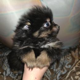 Hunnibunnies spunky monkey - Black and tan male Pomeranian puppy in Cleveland, Ohio from Hunnibunnies