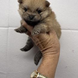 Peaches - Orange female Pomeranian puppy in Avon Park, Florida from Mariska's Pomeranians