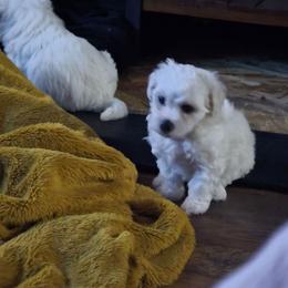 Female 1 - White female Bichon Frise puppy in Four Oaks, North Carolina from .Havenkennels.Net
