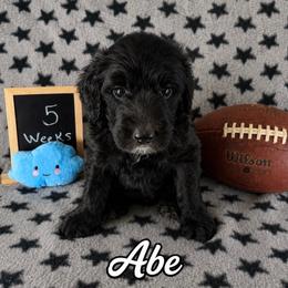 Abe - Black male Sheepadoodle puppy in Glen Rose, Texas from Clevenger’s Sheepadoodle Fur Baby Farm