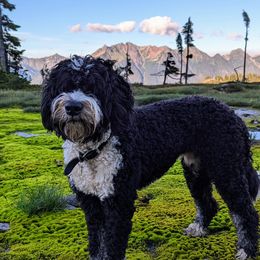 Juni - Bernedoodle