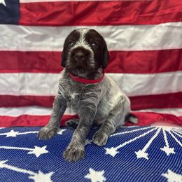 Gio - Wirehaired Pointing Griffon puppy from Two Rivers Kennels - Wirehaired Pointing Griffons