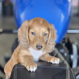 Akc Boss - Piebald male Dachshund puppy in Tampa, Florida from Sunkissed Doxies