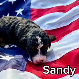Sandy - Tri-color female Bernedoodle puppy in Townville, South Carolina from Copper Creek Bernedoodles