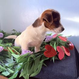 Lightening Bug - White and tan male Russell Terrier puppy in Portland, Washington from Mountain Ash Farms