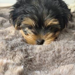 Jade - Black and tan female Yorkshire Terrier puppy in Palmdale, California from Pucci Pawfect