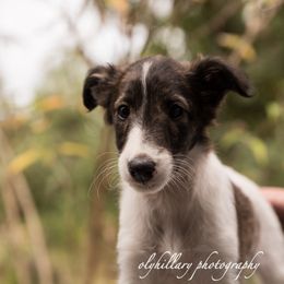 Silken Windhound Puppies from Amethyst Silken Windhounds