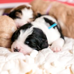 Bernedoodle Puppies from Sugarcreek Haven Bernedoodles