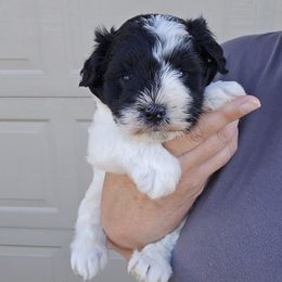Boy 1 - Parti male Miniature Schnauzer puppy in Hickory, North Carolina from Selene's Schnauzers