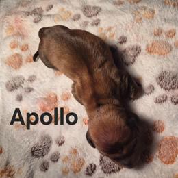 Apollo - Piebald male Dachshund puppy in Sibley, Missouri from Weiner Warriors