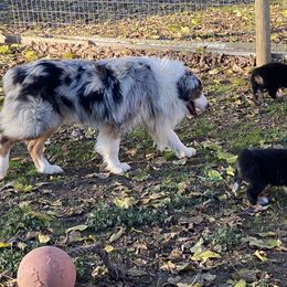 Aussiedoodle and Australian Shepherd Puppies from Double M Aussies