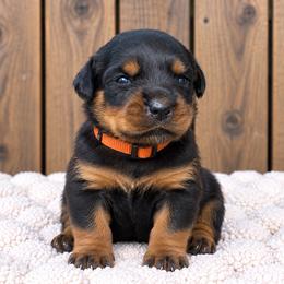 Orange collar (girl) - Black and mahogany female Rottweiler puppy in Industry, Illinois from KDKs Kennels