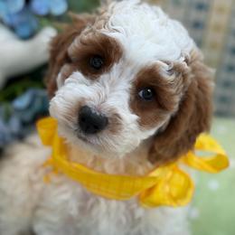 Basil - male Cavapoochon puppy in North Lawrence, Ohio from Liberty Pups