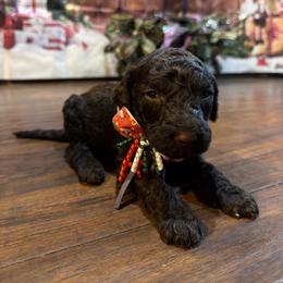 Mocha - Black female Goldendoodle puppy in Arlington, Texas from Chambers Doodle Patch