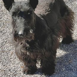 Addie - Scottish Terrier