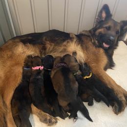 German Shepherd Puppies from Faith Shepherds