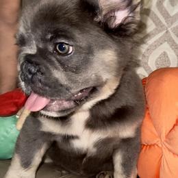French Bulldog Puppies from Jasmine McMurtry