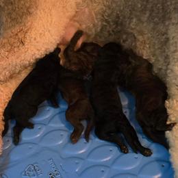 Puppy 2 - Brown female Poodle puppy in Browns Summit, North Carolina from Nailah's Beauties: Standard Poodles