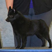 Hara - Schipperke
