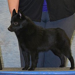 Hara - Schipperke