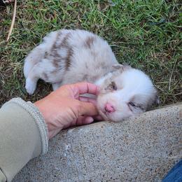 Ruby - Red merle female Border Collie puppy in Ripley, Oklahoma from Adventure5 Border Collies